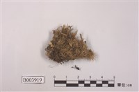 藏品(包氏白髮苔)的圖片